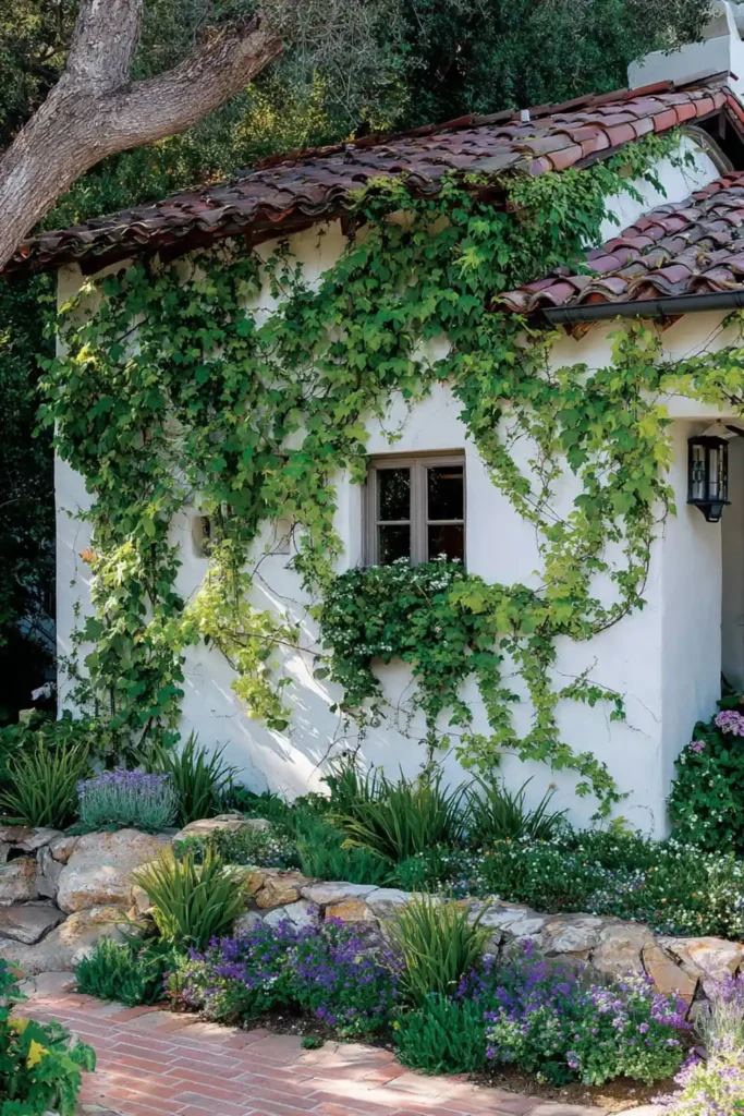 house wall covered with creeping fig vines and garden plants below