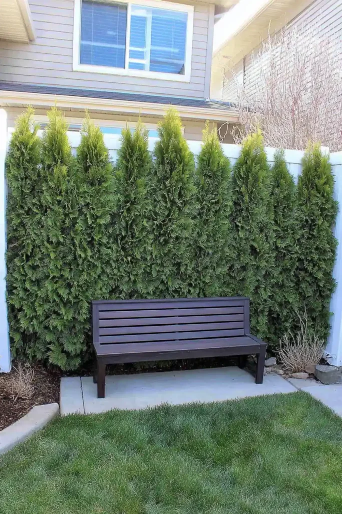 33 Privacy Fence Ideas That Make Your Yard Feel More Peaceful 7 Dense green hedge forming a living privacy fence in a backyard garden