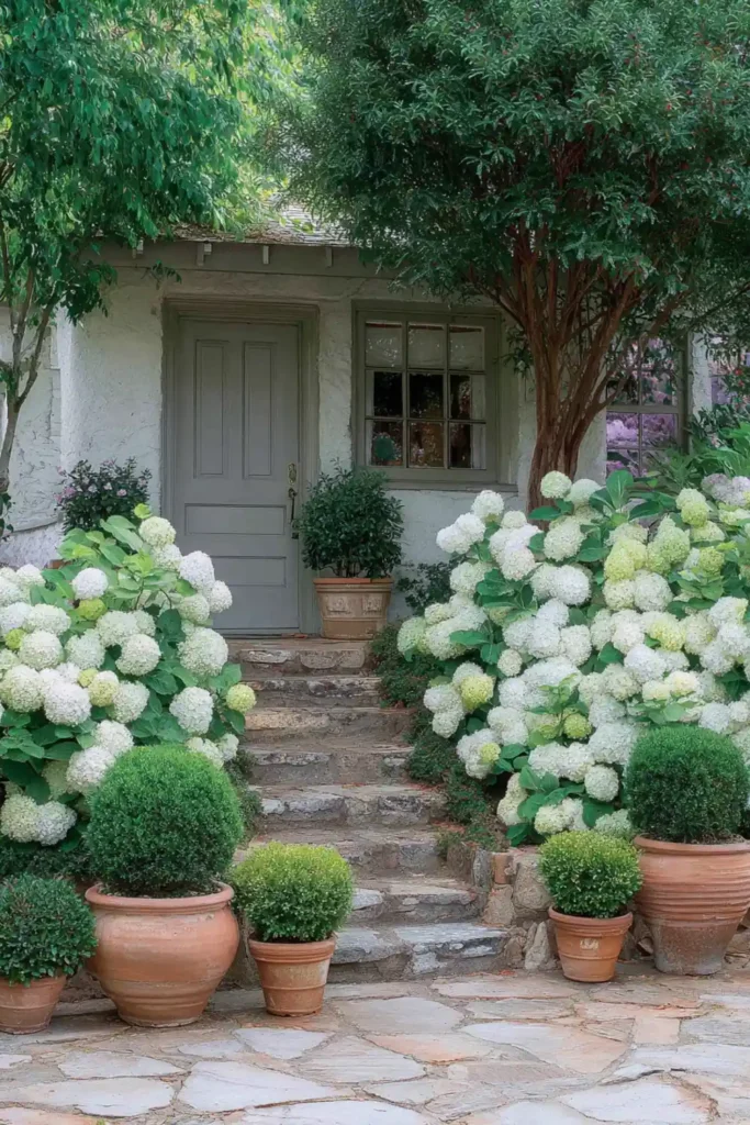 stone walkway decorated with terracotta pots filled with hydrangeas