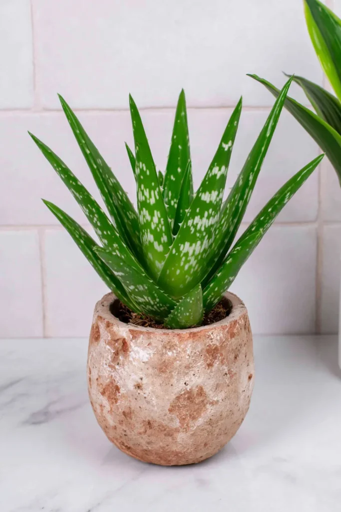 Small aloe vera plant with thick speckled green leaves in a textured planter against pale tile.