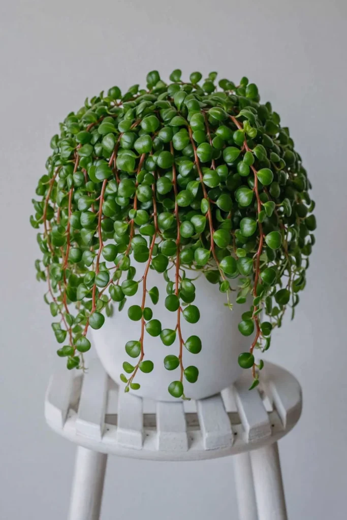 Baby’s tear plant with tiny round green leaves spilling over a white pot on a white slatted stand.
