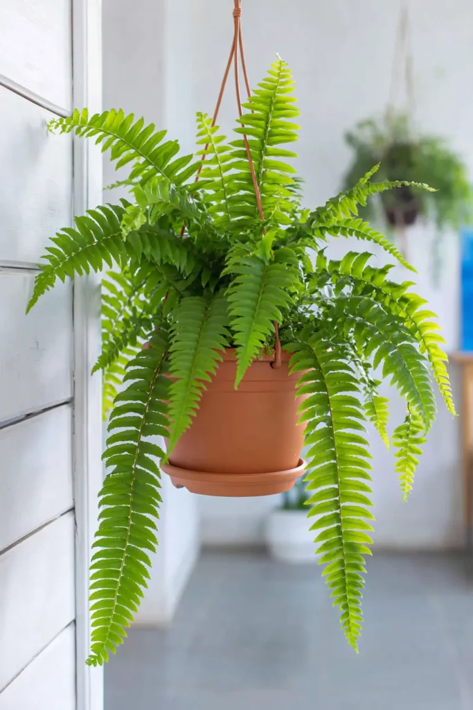 Fern with long green fronds in a terracotta hanging pot against a white paneled wall.