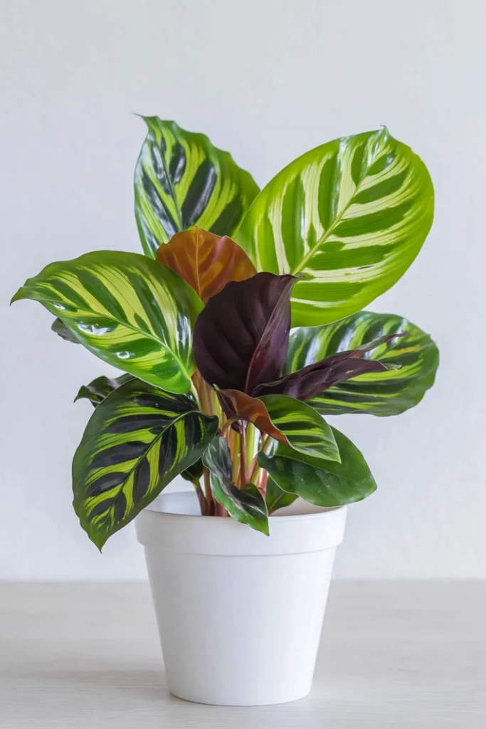 Calathea plant with striped green leaves and burgundy tones in a white pot.