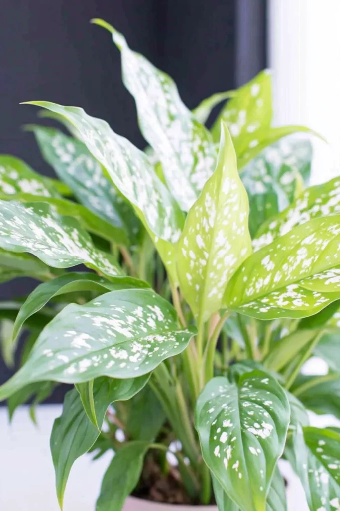 Cast iron plant with broad green leaves covered in small white speckles against a dark background.