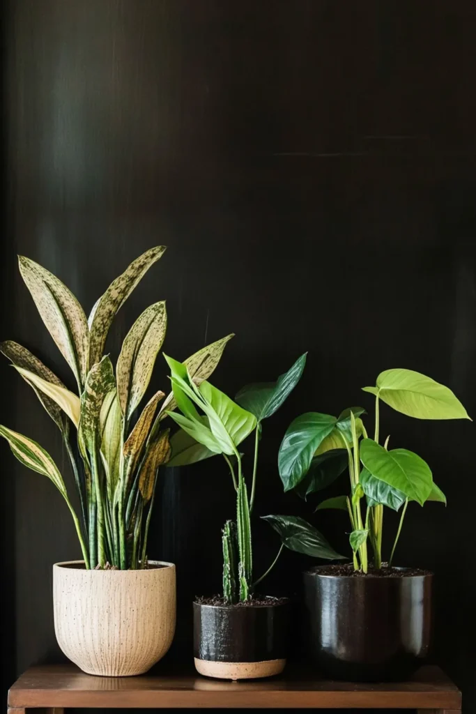 8 Windowless Bathroom Plant Decor Ideas That Actually Work 8 Three potted plants on a dark shelf, including a variegated plant for windowless bathroom plant decor