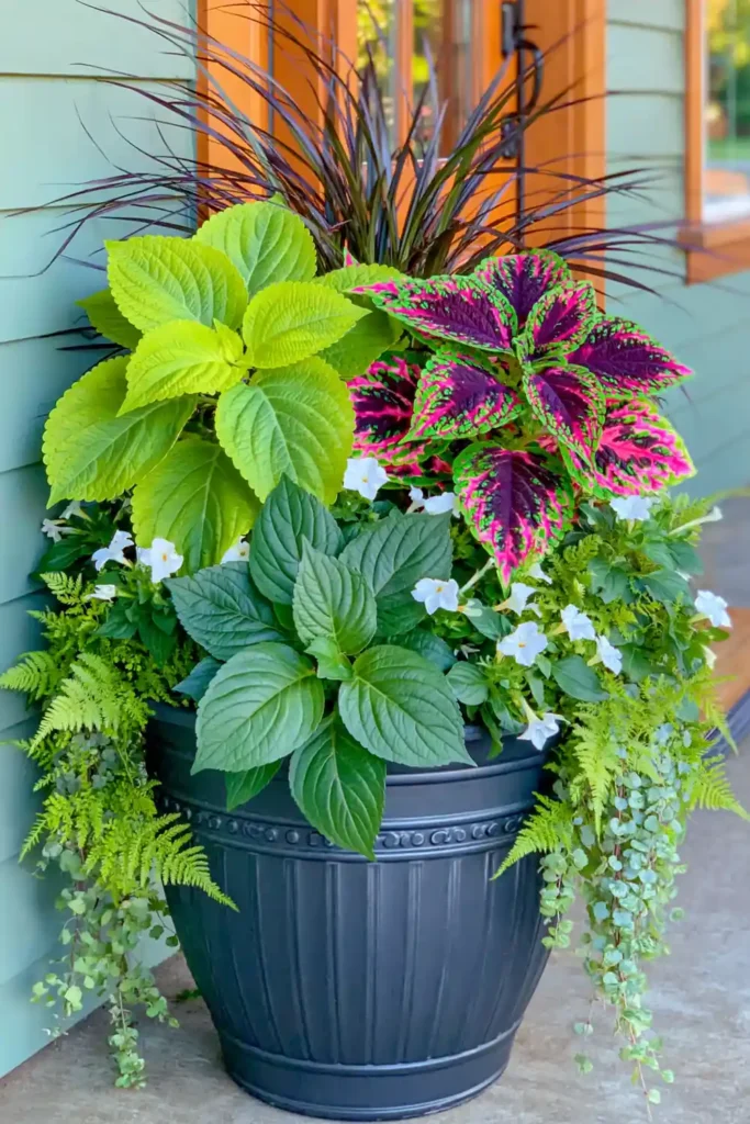 Dark porch planter with lime, burgundy, and pink-edged coleus over white flowers and trailing greenery