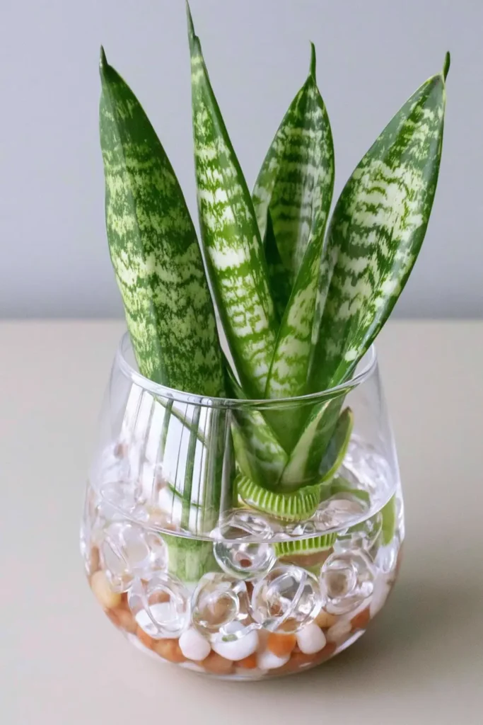 Snake plant cutting in a clear glass container with visible water on a pale tabletop