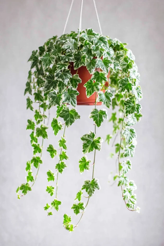 English ivy with trailing dark green and cream variegated leaves spilling from a hanging pot.