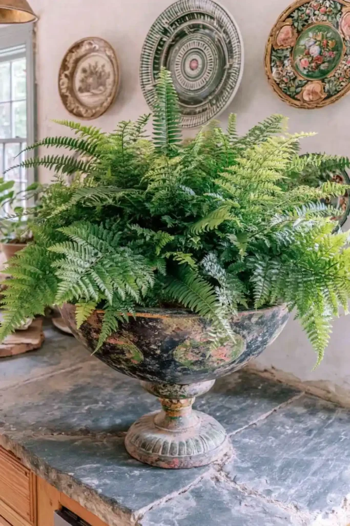Lush fern spilling from a distressed rustic urn planter on a stone countertop near wall plates and a window.