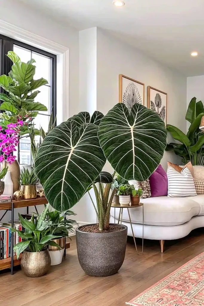 Giant Alocasia-style plant with oversized dark green velvety leaves and pale veins in a gray pot on a wooden floor.