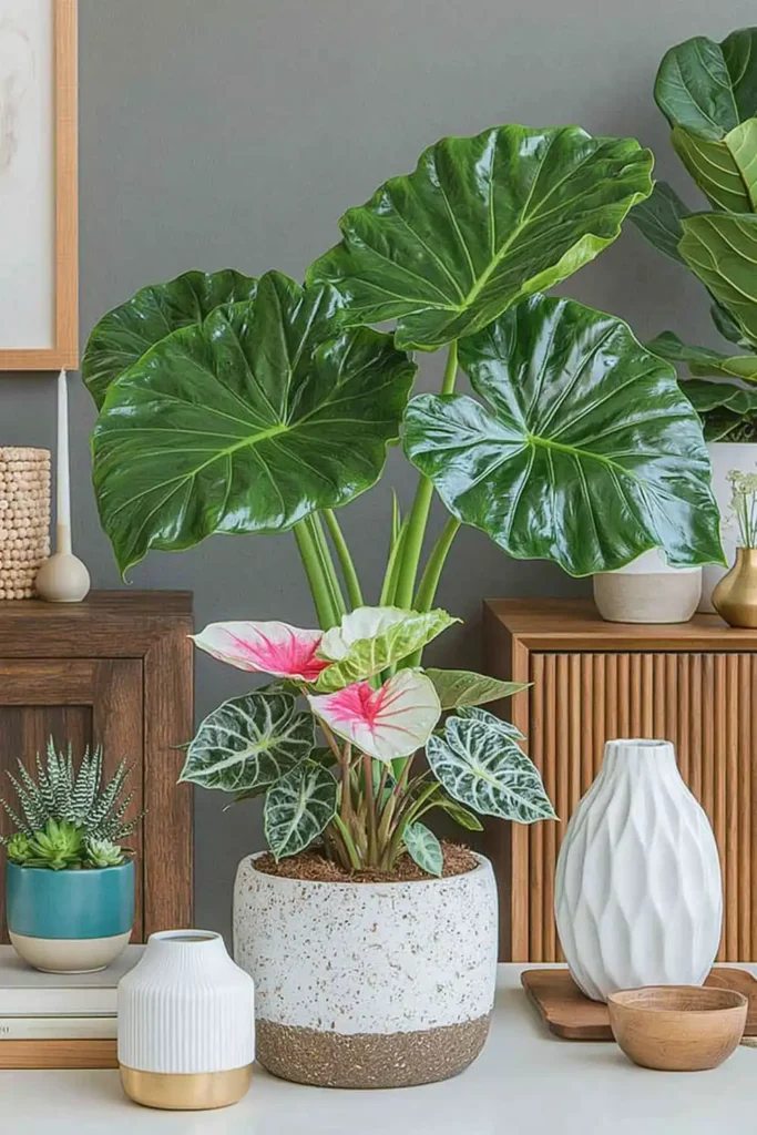 Glossy Alocasia plant with bold green leaves displayed on an indoor tabletop in soft natural light.