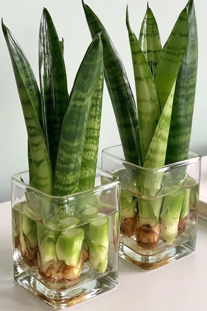 Two clear glass containers holding upright snake plant cuttings in a simple hydroponic display