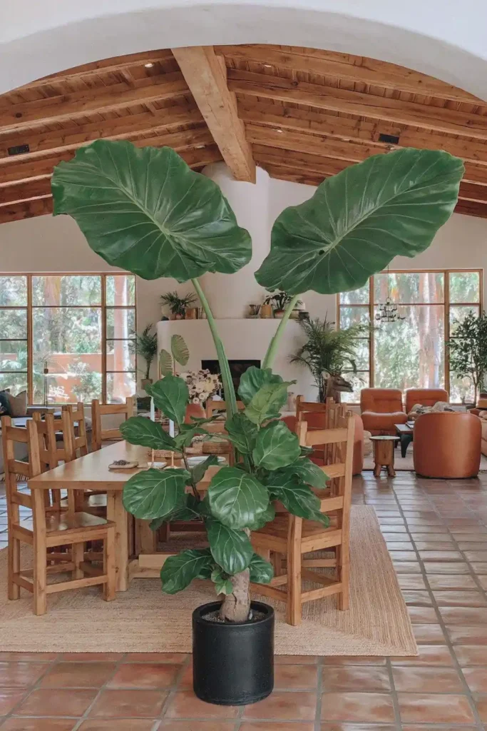 Large potted plant with broad green leaves on a dining table in a bright room with wood chairs and exposed ceiling beams.