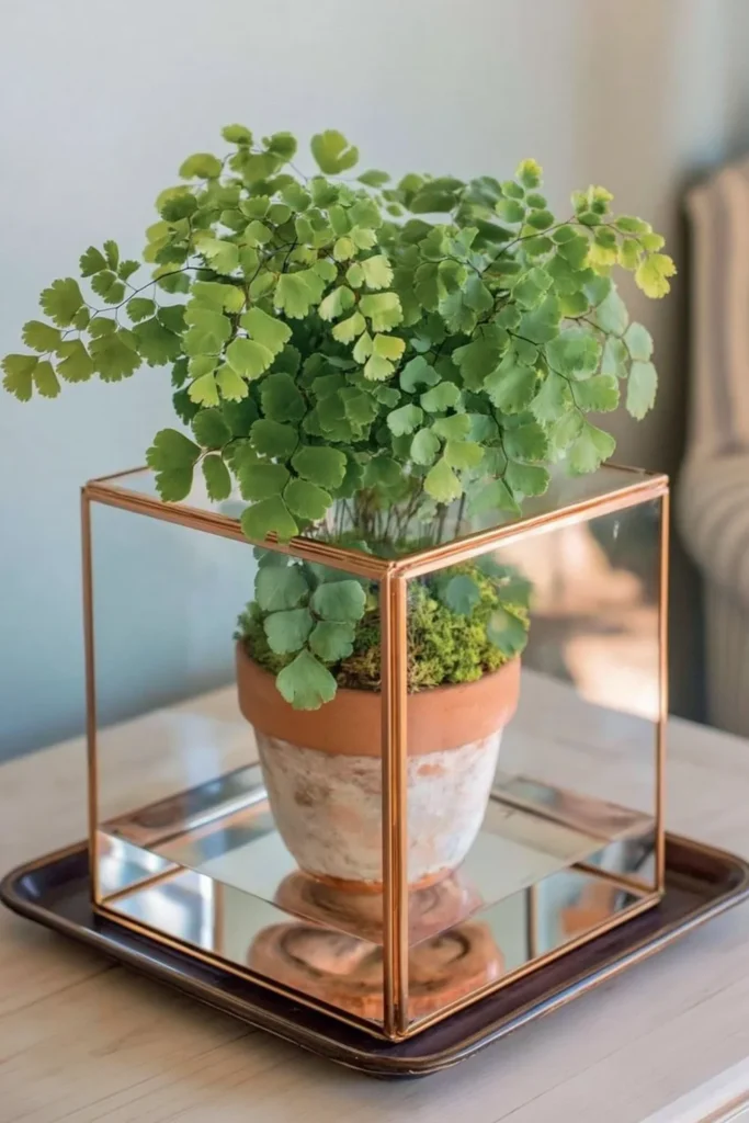 Delicate maidenhair fern in a terracotta pot inside a clear glass cube on a dark tray.