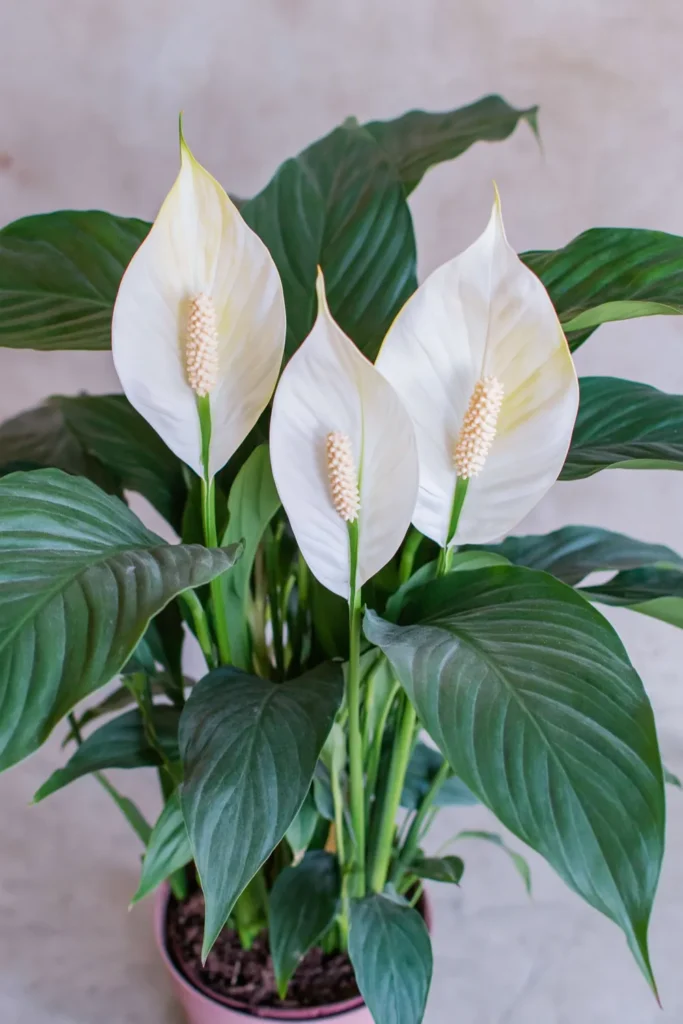 Peace lily with broad green leaves and white flowers against a softly blurred light background.
