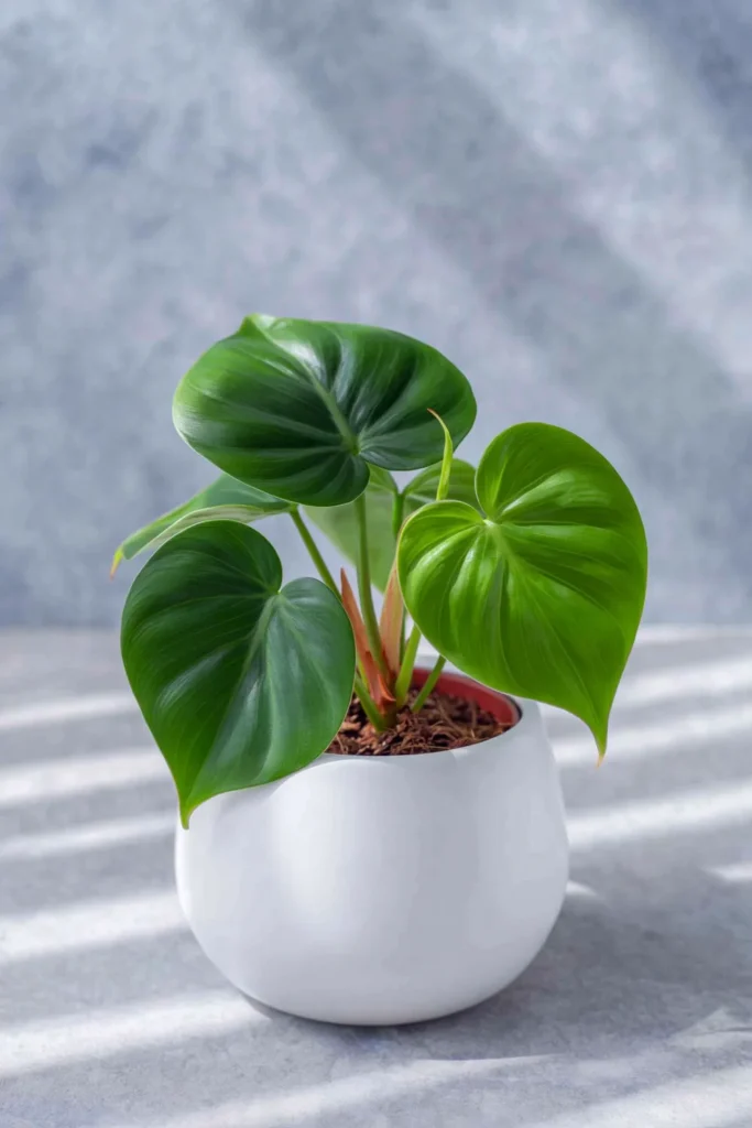 Small philodendron with heart-shaped green leaves in a white ceramic pot against a pale gray background.