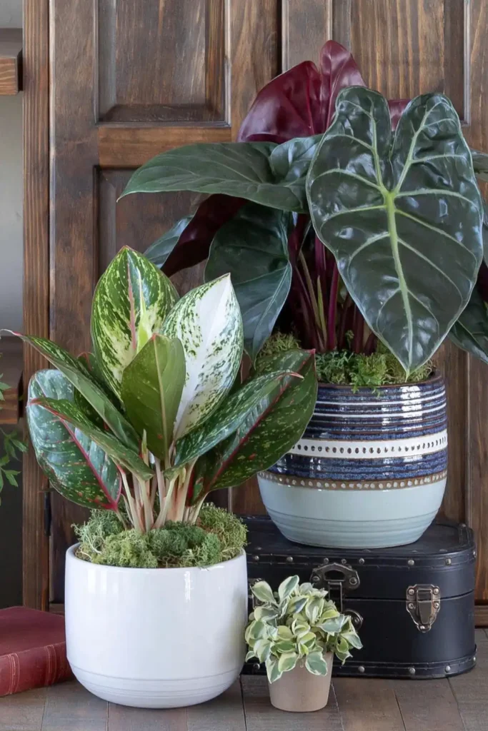 Two pink Aglaonema plants in blue and pale gray ceramic planters with vintage tabletop decor.