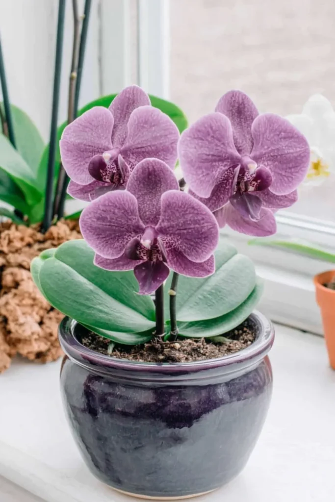 Pink-purple orchid flowers in a glossy dark purple pot with green leaves and support stakes.