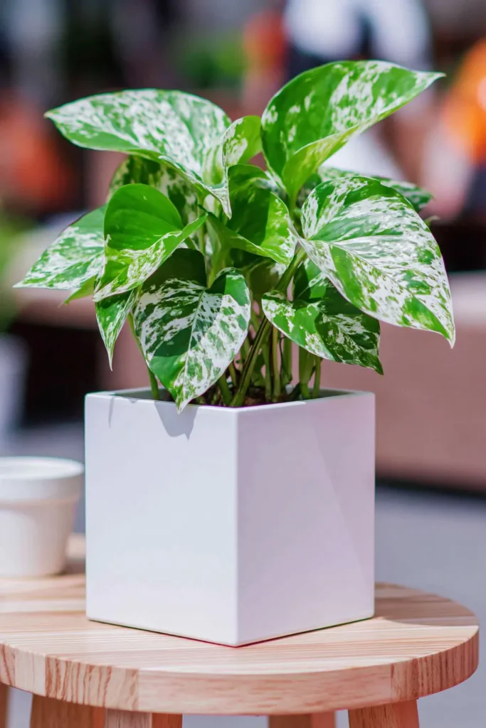 Pothos plant with variegated green leaves in a white square planter on a light wood stool.