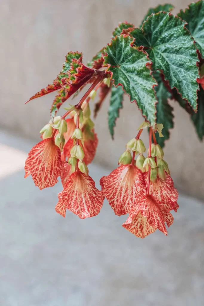 Red-orange begonia flowers hanging from green leaves with reddish edges.