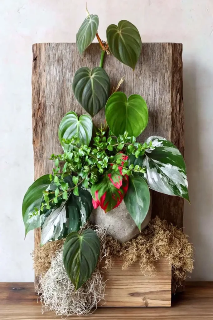 Climbing Rhaphidophora with dark green patterned leaves attached to a rough vertical wooden slate with tan moss at the base.