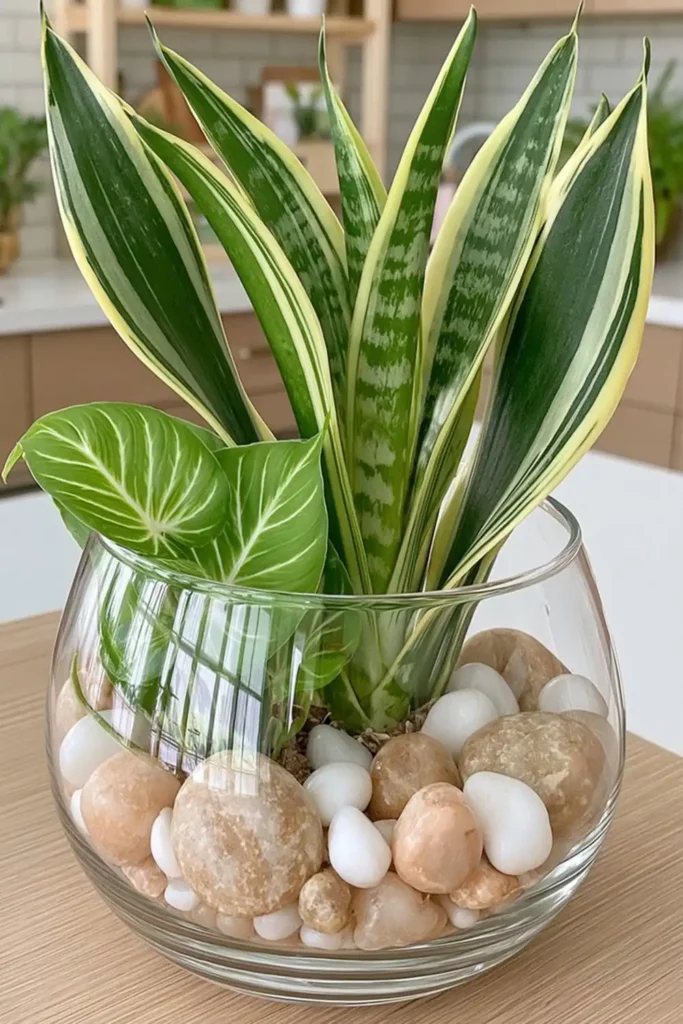 Snake plant arrangement in a clear container on a kitchen counter with shelves in the background