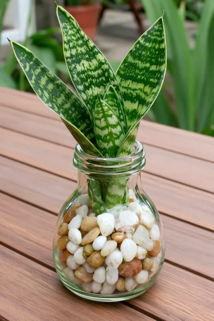 Snake plant cutting in a tall narrow bottle-shaped container with a blurred outdoor background