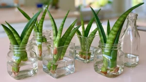 Snake plant cuttings arranged in clear glass jars and vases on a bright kitchen countertop for simple indoor plant decor