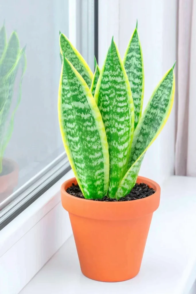 Snake plant with upright green sword-like leaves in a terracotta pot on a white windowsill.