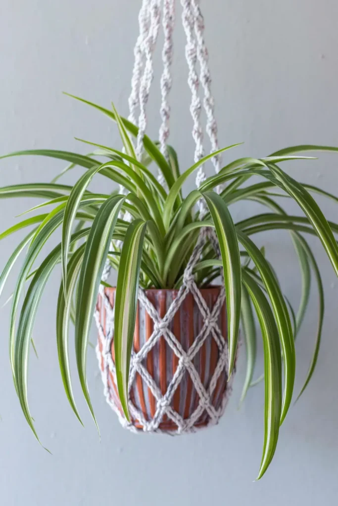 Spider plant with arching green leaves in a terracotta pot inside a macrame hanging basket.