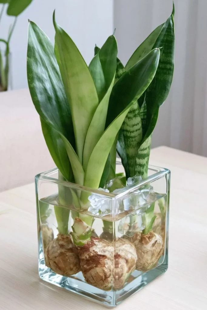 Snake plant cutting in a square clear glass vase on a pale tabletop