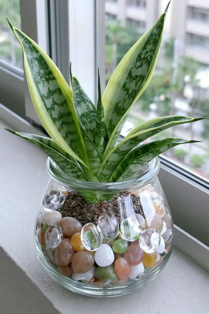 Compact stubby snake plant cutting in a small clear jar near a bright window ledge