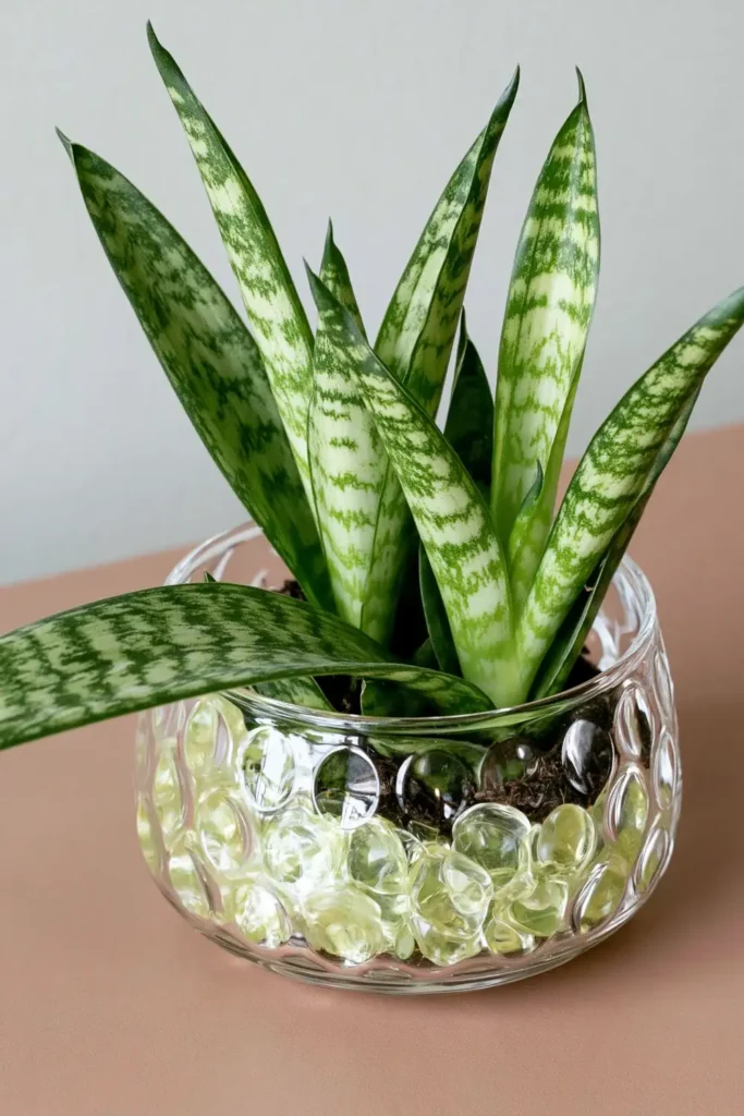 Snake plant cutting in a shallow clear glass dish on a warm-toned tabletop