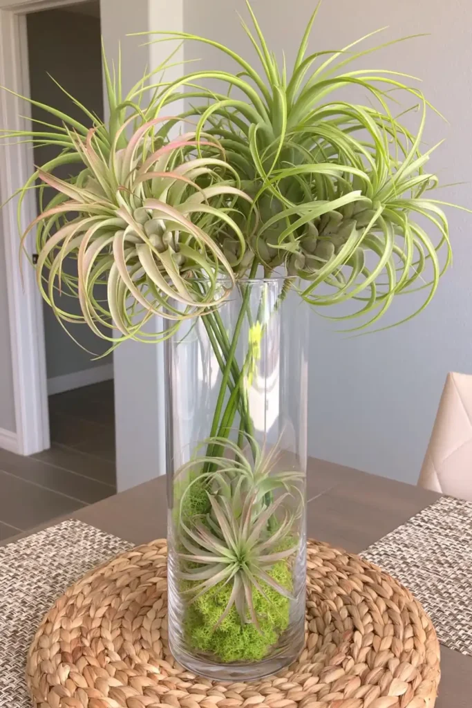 Tall clear glass vase filled with pale green-gray air plants on a woven placemat in a light indoor tabletop setting.