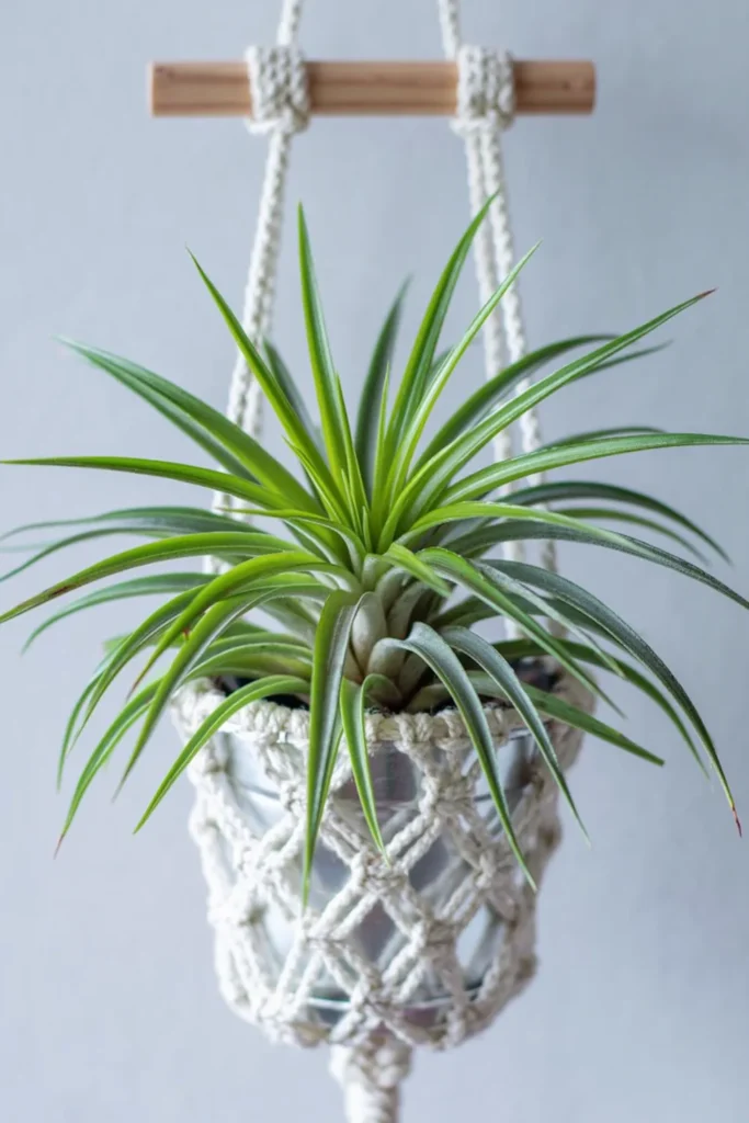 Tillandsia air plant with narrow green-gray leaves in a cream macrame wall hanger.