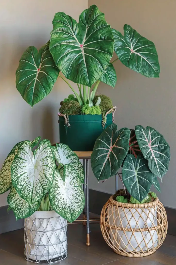 Three variegated Caladium plants with green, white, and pink leaves in fabric planters arranged around a small stand.