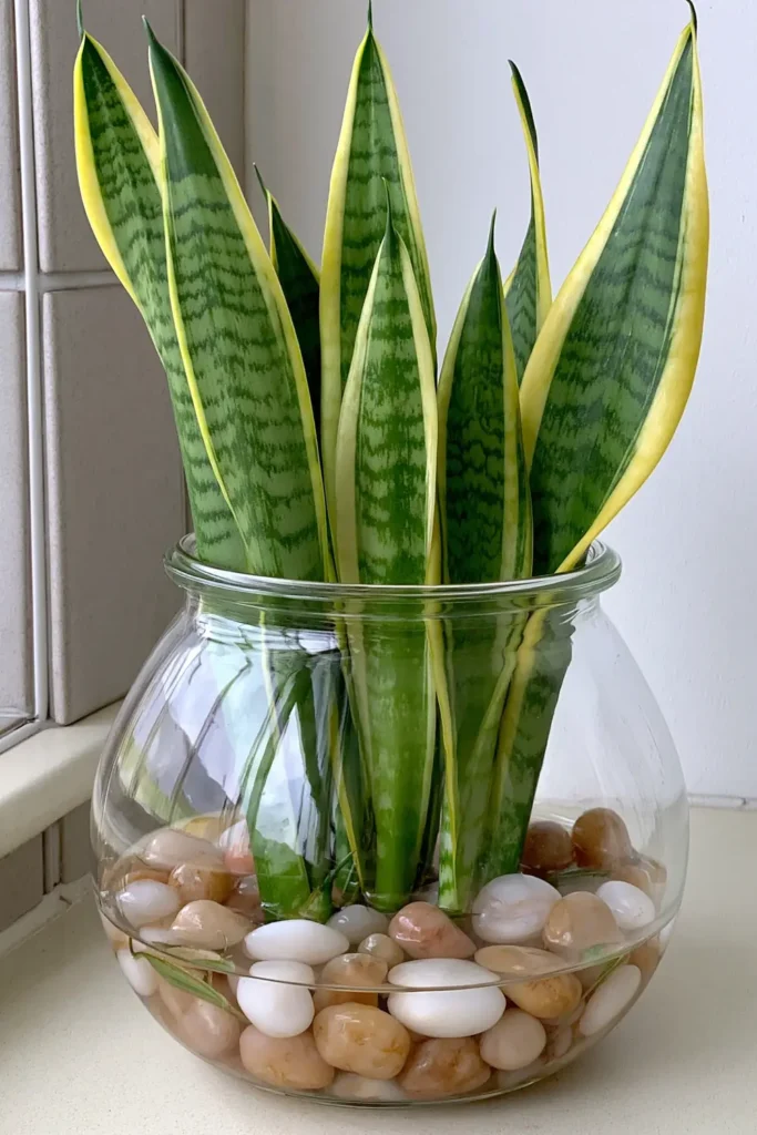Snake plant in a wide clear glass jar near a pale wall for a simple room corner display