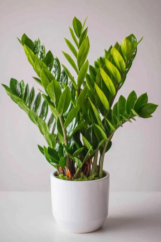 ZZ plant with glossy green oval leaflets in a white ceramic pot against a light background.